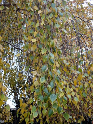 Autumn Leaves Birch Leaves in early autumn